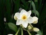 daffodil.jpg