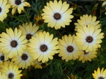 daisies__2_.jpg