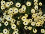 daisies__3_.jpg