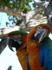 macaws.jpg