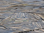 reeds_2.jpg