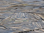 reeds_2.jpg