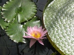 water_lilies.jpg