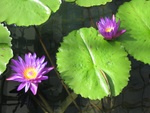 water_lilies_2.jpg