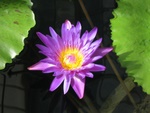 water_lilies_3.jpg